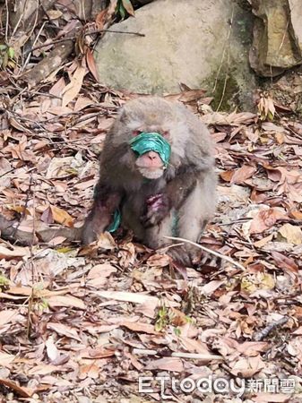 ▲埔里獼猴「遭膠帶綑綁」雙手布滿血痕　協會氣：可能是被虐脫逃的。（圖／台灣獼猴共存推廣協會授權提供）