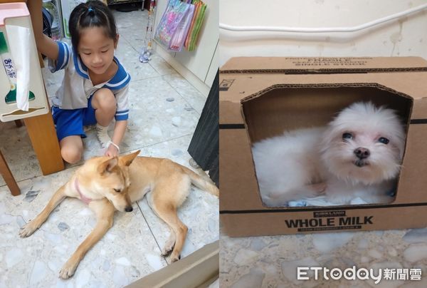 d7418074 ▲小主人掛好聖誕襪!順便註記「是狗的」 轉頭叮嚀牠們乖乖睡才有(圖/網友曾小姐提供,請勿隨意翻拍,以免侵權。)
