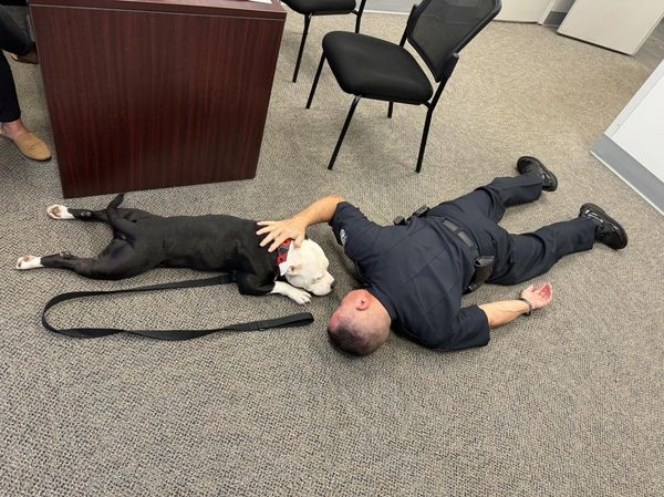 d7418116 ▲▼收容所比特犬待1天融化全警局! 「收編成巡邏汪」還有專屬警徽。(圖/翻攝自HOPKINSVILLE POLICE DEPARTMENT臉書粉專)