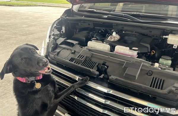 ▲▼跨行幫修車？搜救犬趴引擎燦笑凝視　「等肉肉退冰」笑翻千人。（圖／Tyfd-K9桃園搜救犬隊粉專授權提供）