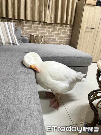 d7418214 ▲咬破1個大洞!鵝被阿嬤罵「跑去鏡子面壁」 近看笑翻:根本在睡(圖/網友楊勻嫚提供,請勿隨意翻拍,以免侵權。)