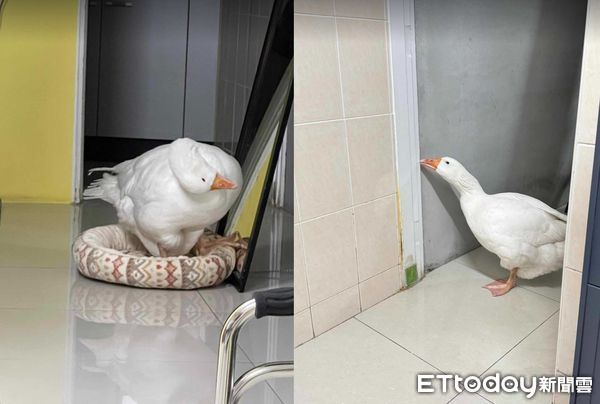 d7418215 ▲咬破1個大洞!鵝被阿嬤罵「跑去鏡子面壁」 近看笑翻:根本在睡(圖/網友楊勻嫚提供,請勿隨意翻拍,以免侵權。)