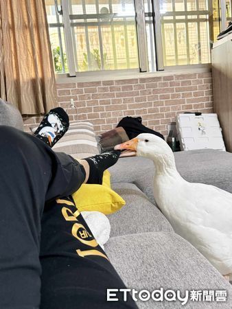 d7418216 ▲咬破1個大洞!鵝被阿嬤罵「跑去鏡子面壁」 近看笑翻:根本在睡(圖/網友楊勻嫚提供,請勿隨意翻拍,以免侵權。)