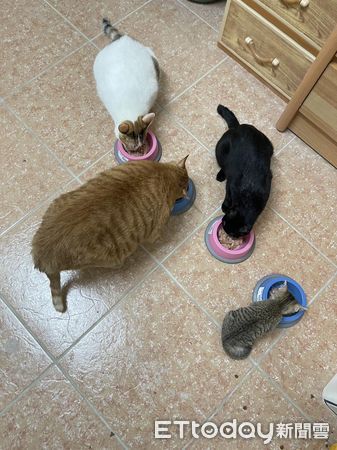 ▲4貓排排坐吃飯　「S、M、XL、L」身材對比笑噴千人：真的大橘為重。（圖／飼主林小姐、朱先生提供）