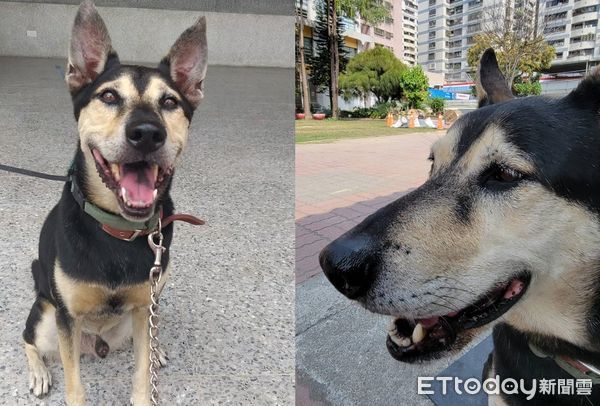 ▲大仁國中校犬「超仁」聖誕夜離世　校方悲慟證實：牠去當小天使了。（圖／粉專「大仁國中校犬專區」提供）