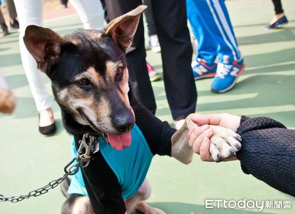 ▲大仁國中校犬「超仁」聖誕夜離世　校方悲慟證實：牠去當小天使了。（圖／粉專「大仁國中校犬專區」提供）
