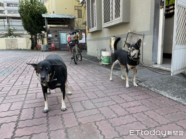 ▲大仁國中校犬「超仁」聖誕夜離世　校方悲慟證實：牠去當小天使了。（圖／粉專「大仁國中校犬專區」提供）