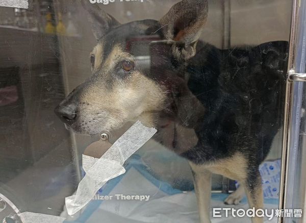 ▲大仁國中校犬「超仁」聖誕夜離世　校方悲慟證實：牠去當小天使了。（圖／粉專「大仁國中校犬專區」提供）