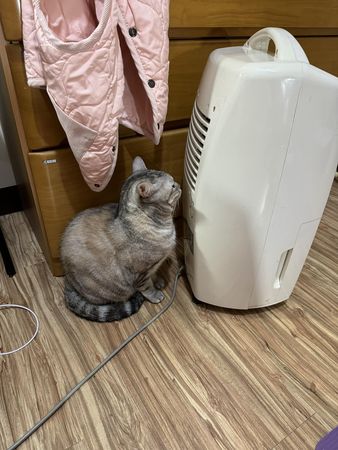 d7419488 ▲美短貓駝背蹲「除濕機後面」長達半小時 主人揭原因:牠非常享受。(圖/有點毛毛的/飼主黃小啾提供)