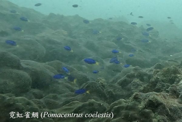 ▲海底總動員「神仙魚」現蹤蝙蝠洞　潛水員笑：恭喜吉哥逃離水族缸。（圖／新北市動保處提供）