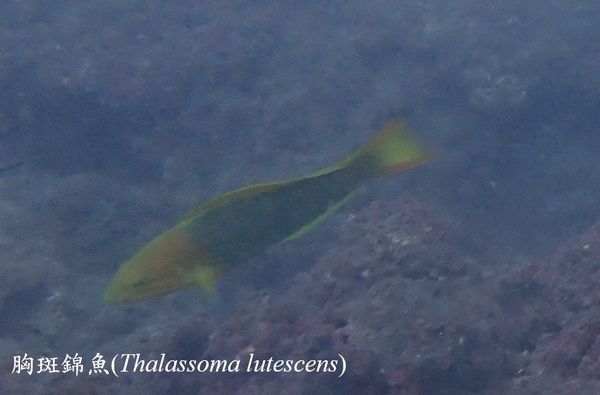 ▲海底總動員「神仙魚」現蹤蝙蝠洞　潛水員笑：恭喜吉哥逃離水族缸。（圖／新北市動保處提供）