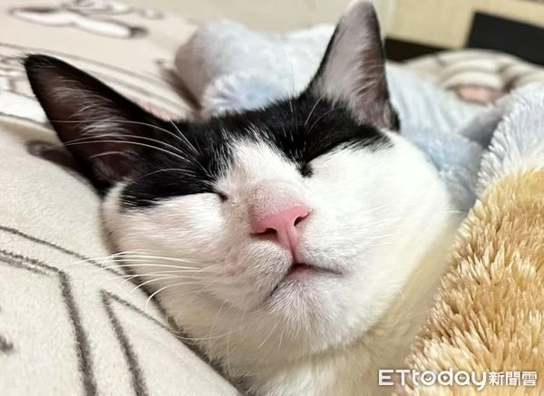 ▲愛貓搶走床和枕頭「自己蓋被被」睡到嘴開開　媽傻：進化成人類了。（圖／飼主采瀠提供）