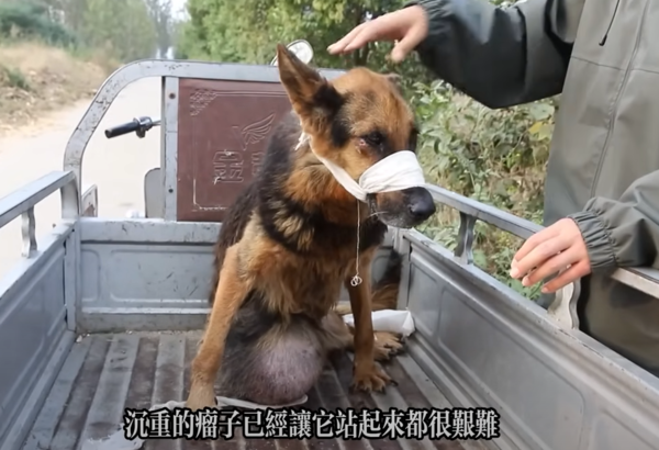 d7421904 德國牧羊犬飼主過世,被賣到狗肉店。(圖/翻攝自Youtube@球球與流浪狗)