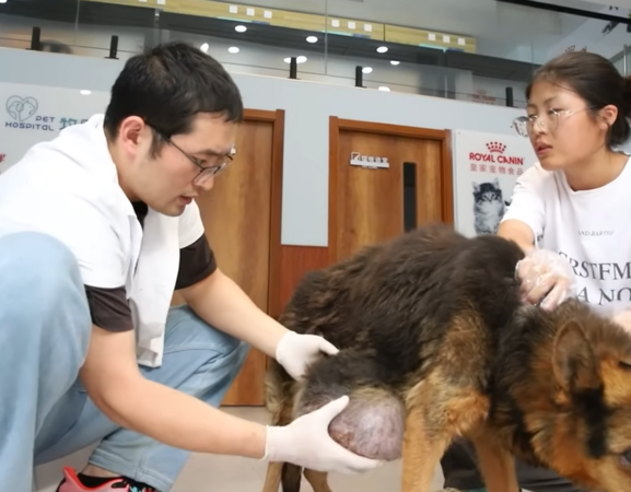 d7421907 德國牧羊犬飼主過世,被賣到狗肉店。(圖/翻攝自Youtube@球球與流浪狗)