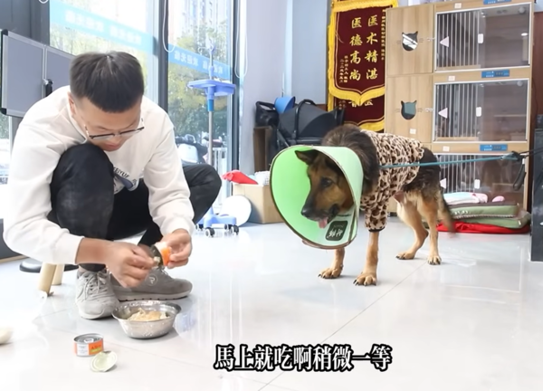 d7421912 德國牧羊犬飼主過世,被賣到狗肉店。(圖/翻攝自Youtube@球球與流浪狗)