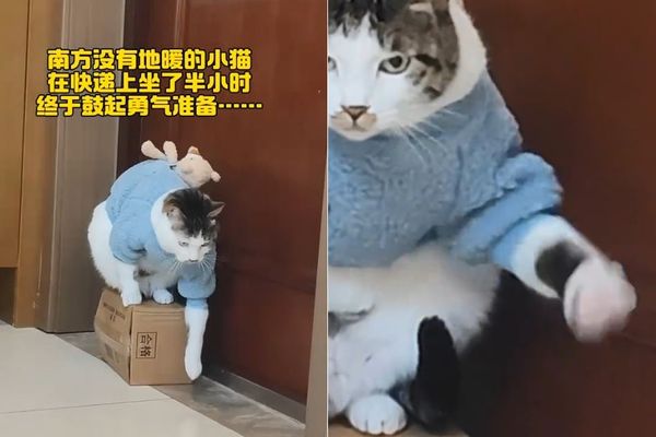 ▲▼地板超冰！胖虎斑坐紙箱半小時　一碰磁磚「漏電式狂抖」笑翻萬人。（圖／翻攝抖音＠吾彥祖好白）