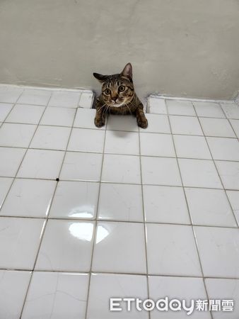 ▲洗澡感覺被偷窺　她抬頭見通風洞「掉出一顆虎斑頭」傻眼：嚇到了。（圖／飼主劉小姐提供）