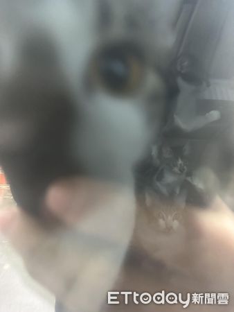 ▲▼被房東趕出門不想離開貓　新北飼主「10貓關車裡養」開門全尿騷味。（圖／網友林先生提供）