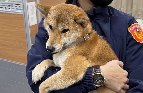 d7422850 ▲小柴犬迷路被送到派出所 聽見熟悉聲音「大喊金金」秒興奮討抱抱。(圖/翻攝自Facebook/基隆警馨雲)
