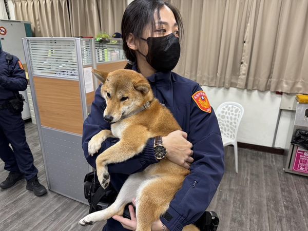 d7422853 ▲小柴犬迷路被送到派出所 聽見熟悉聲音「大喊金金」秒興奮討抱抱。(圖/翻攝自Facebook/基隆警馨雲)