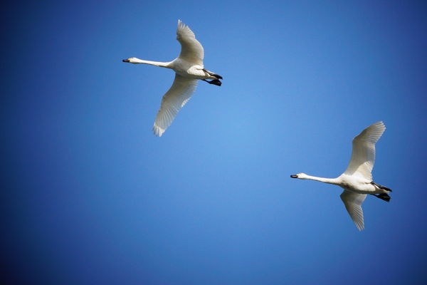 ▲金山清水農地「鳥群嬌客現蹤」一票鳥友搶拍　動保處提醒3不原則。（圖／新北市動保處提供、鳥友蔡添富拍攝）