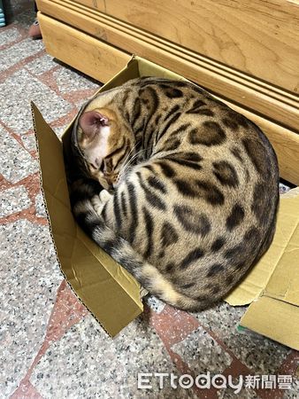 d7423834 ▲▼豹貓「擋關公」搶當神桌C位!還露霸氣眼神 爸嘆:把自己當虎爺。(圖/飼主Peter提供)