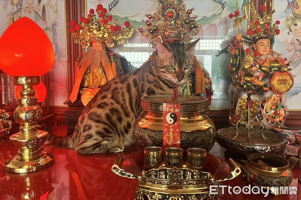 d7423840 ▲▼豹貓「擋關公」搶當神桌C位!還露霸氣眼神 爸嘆:把自己當虎爺。(圖/飼主Peter提供)