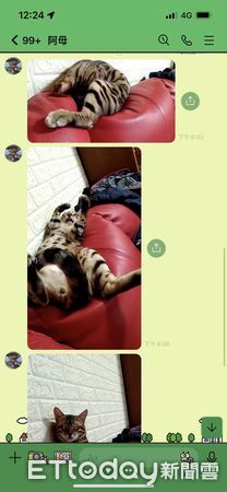 d7423853 ▲▼豹貓「擋關公」搶當神桌C位!還露霸氣眼神 爸嘆:把自己當虎爺。(圖/飼主Peter提供)