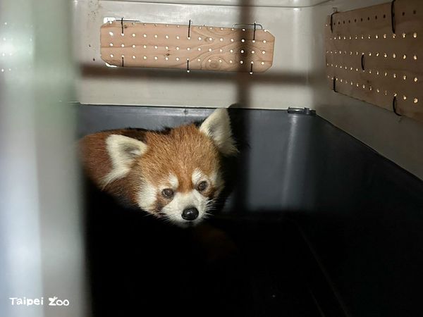 d7424937 ▲▼小貓熊「未來」。(圖/臺北市立動物園提供)