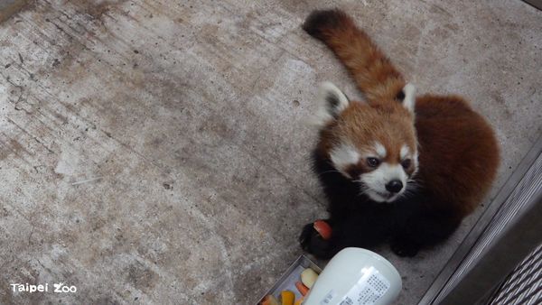 d7424939 ▲▼小貓熊「未來」。(圖/臺北市立動物園提供)