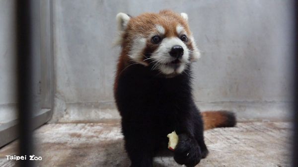 d7424940 ▲▼小貓熊「未來」。(圖/臺北市立動物園提供)