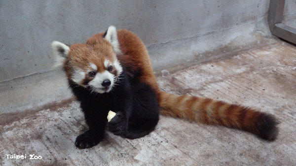 d7424941 ▲▼小貓熊「未來」。(圖/臺北市立動物園提供)