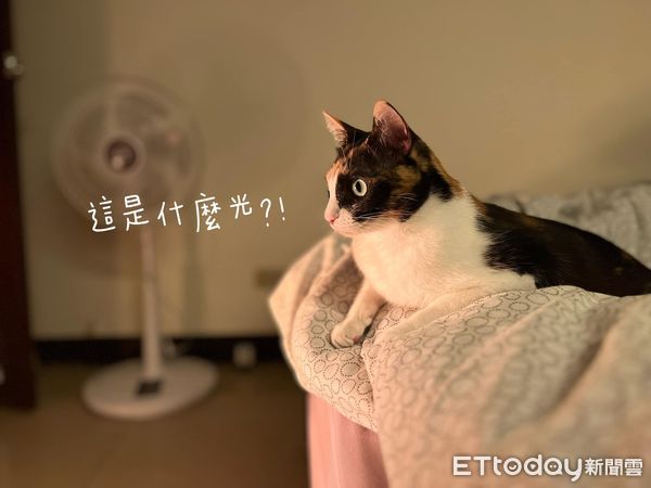 ▲貓兄妹愛打架！阿母拿出「冬天神器」一秒變乖乖　霸佔床鋪不走了（圖／粉專「睡不飽貓小姐-歐戀Olan」提供，請勿隨意翻拍，以免侵權。）