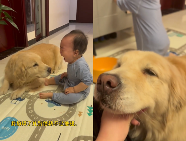 d7425988 狗狗寵小奴才。(圖/翻攝自小紅書@金逗寶貝。)