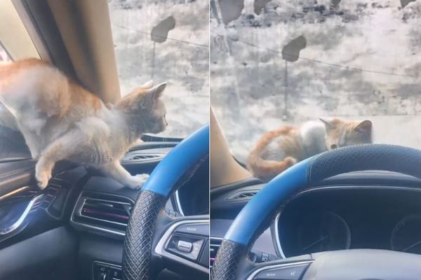 ▲▼車停路邊沒關窗「自來熟浪貓」鑽進來強迫收編　他看傻眼結局暖爆。（圖／翻攝自抖音@董先森¥）