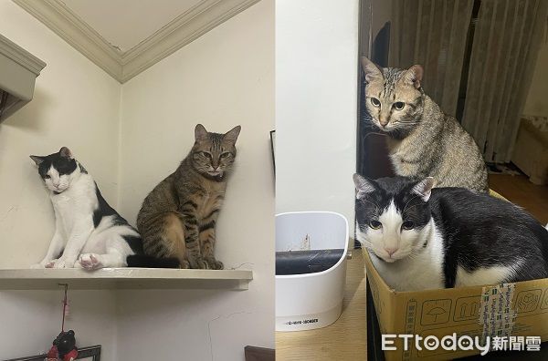d7427068 ▲▼堅持都要睡頂樓!2喵「加起來13KG」硬擠進去...紙箱在哀號。(圖/網友黃立婷授權提供)