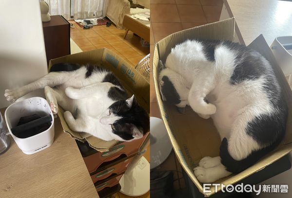 d7427069 ▲▼堅持都要睡頂樓!2喵「加起來13KG」硬擠進去...紙箱在哀號。(圖/網友黃立婷授權提供)