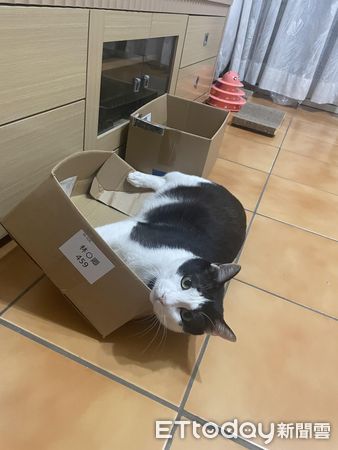 d7427070 ▲▼堅持都要睡頂樓!2喵「加起來13KG」硬擠進去...紙箱在哀號。(圖/網友黃立婷授權提供)
