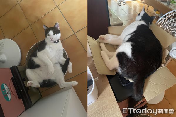 d7427071 ▲▼堅持都要睡頂樓!2喵「加起來13KG」硬擠進去...紙箱在哀號。(圖/網友黃立婷授權提供)