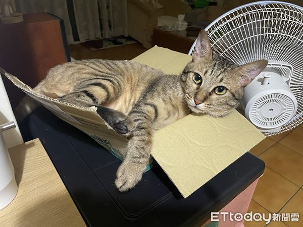 d7427072 ▲▼堅持都要睡頂樓!2喵「加起來13KG」硬擠進去...紙箱在哀號。(圖/網友黃立婷授權提供)