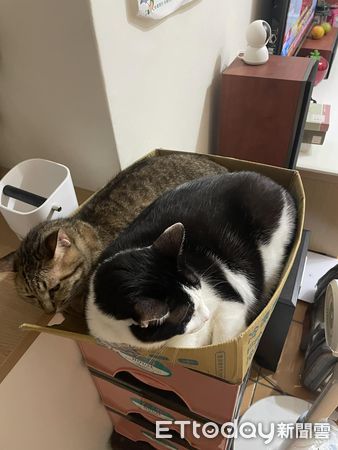 d7427073 ▲▼堅持都要睡頂樓!2喵「加起來13KG」硬擠進去...紙箱在哀號。(圖/網友黃立婷授權提供)