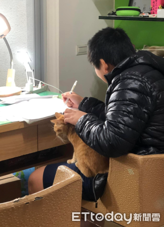 ▲解鎖橘貓新功能「陪睡、陪玩、陪念書」　媽曝：家裡多了牠更快樂（圖／網友Hsu Yun Hsuan提供，請勿隨意翻拍，以免侵權。）