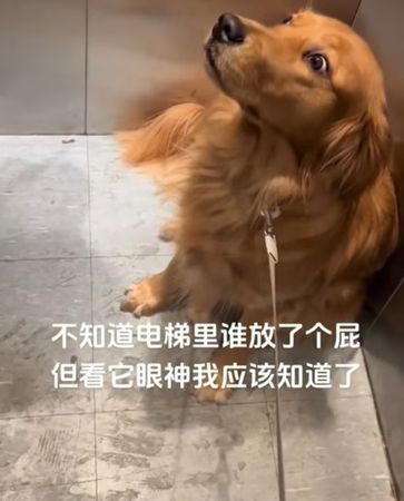 d7427143 ▲▼電梯裡有人放屁 阿金聞一聞「下秒眼神直盯對方」:抓到你了。(圖/翻攝自YouTube/社會百態)