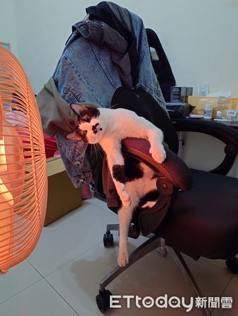 ▲▼開暖扇椅子長出「貓咪向日葵」　歪頭靠近熱源暖臉：好溫暖唷。（圖／網友林桓霆授權提供）