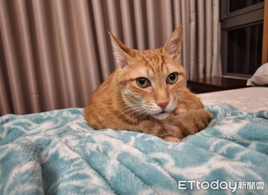 d7427950 ▲心愛外套被打洞!牙醫媽養4貓「拿尺量齒距」追兇 推測犯喵是牠。(圖/飼主呂婷提供)