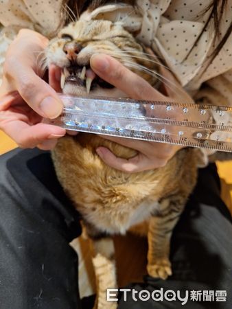 d7427953 ▲心愛外套被打洞!牙醫媽養4貓「拿尺量齒距」追兇 推測犯喵是牠。(圖/飼主呂婷提供)