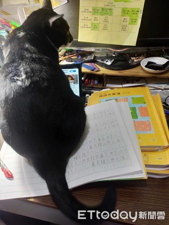 ▲貓窩擺滿沙發「喵喵只肯睡紙箱」　奴才收走箱子結局尬爆：不識貨。（圖／飼主Vanessa Lin提供）