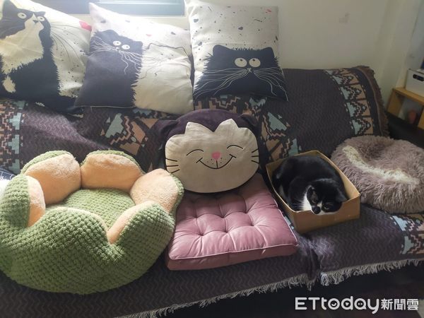 ▲貓窩擺滿沙發「喵喵只肯睡紙箱」　奴才收走箱子結局尬爆：不識貨。（圖／飼主Vanessa Lin提供）