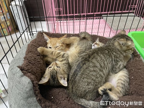 ▲中途貓走失…她翻遍4樓透天厝找嘸　2天後見「1條尾巴」閃過嚇到。（圖／中途許小姐提供）