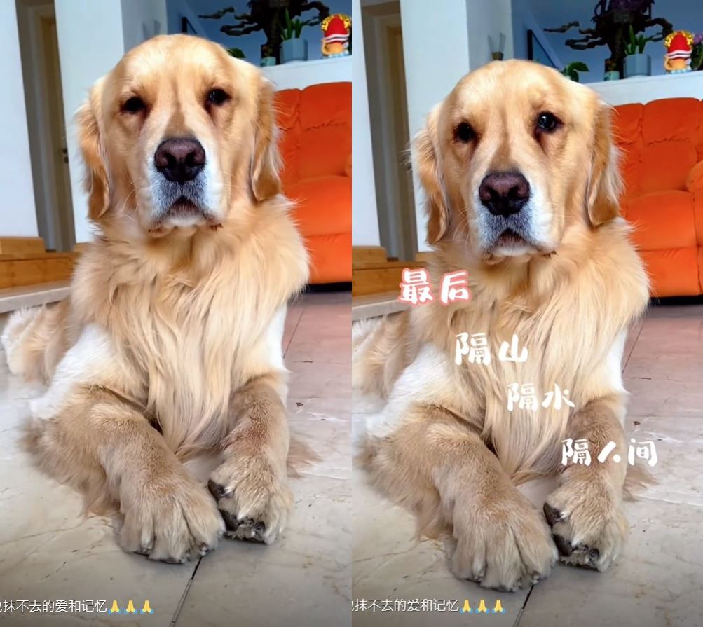 ▲周海媚曾為愛犬「周六六」開專屬帳號。（圖／翻攝自抖音／金毛周六六）